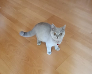 Reinrassige BKH Kitten mit Papieren -Stammbaum Abgabebereit..... Bild 4