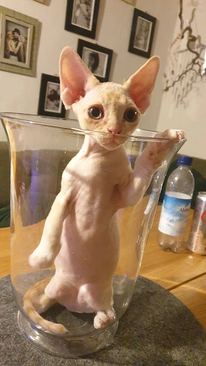  Devon Rex Mädchen sucht dich:0)