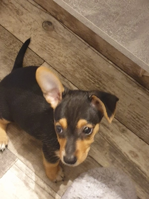 Kleinbleibener Pinscher Mix Rüde 