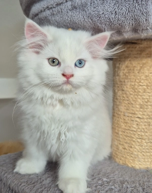 Britische kurzhaar und langhaar Kitten 
