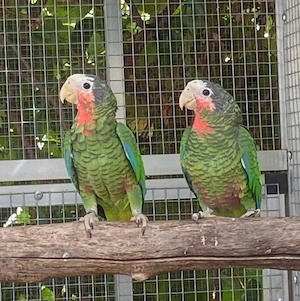 Kubaamazonen