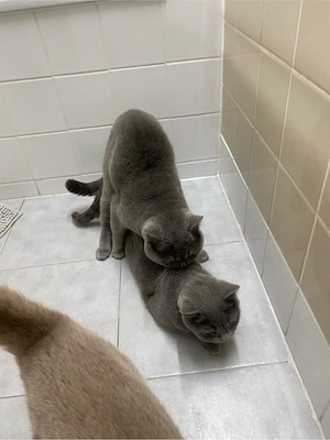 BKH KATER zu verkaufen
