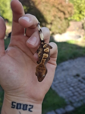 Kronengecko Correlophus ciliatus 0.0.1