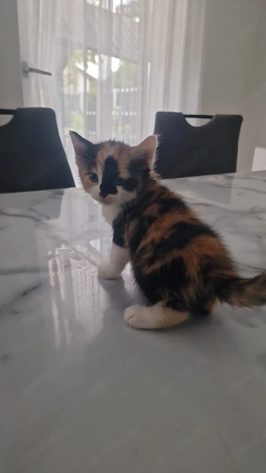 kitten baby 
