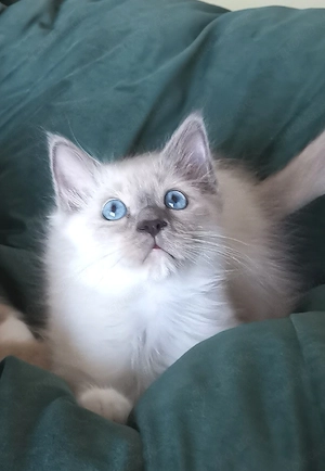 Heilige Birma Kitten Mädchen und Katerchen Ende September abzugeben 