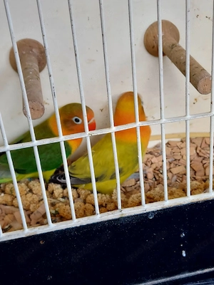 Pfirsichköpfchen 