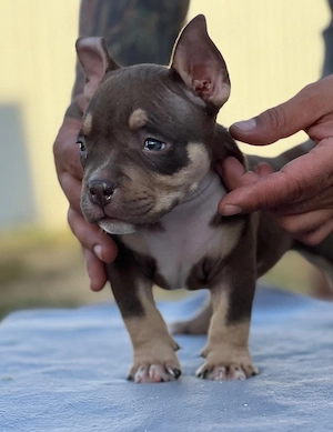 American Mini Bully