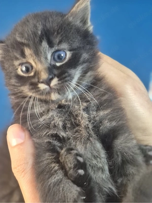 katzen Babys