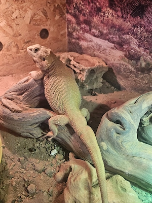 Bartagame Weiblich