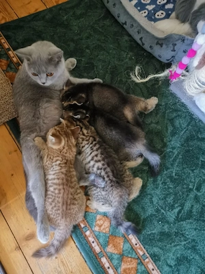 BKH Kitten suchen Zuhause (Luebeck)