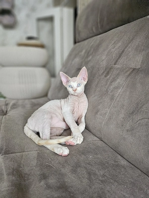 Devon Rex Kater(kastriert) mit Stammbaum 