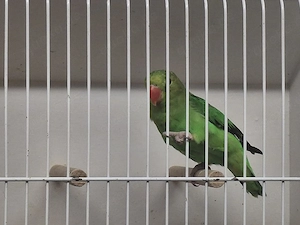 Tarantaweibchen abzugeben