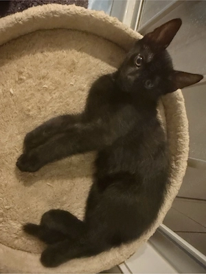 verkaufe Katze!!
