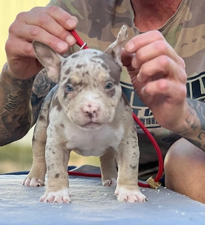 American Mini Bully