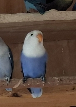 Pfirsichköpfchen Henne