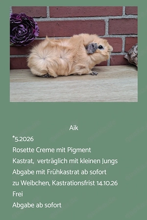 Kastrat Meerschweinchen US Teddy Rosetten 