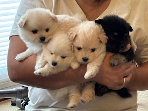 Pomchi Welpen abzugeben