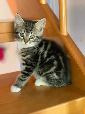 Russisch Blau vs. Maine Coon Kitten Kätzchen Babykatze