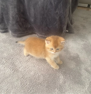 BKH Kitten Bild 5