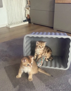 BKH Kitten Bild 4