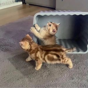 BKH Kitten Bild 6