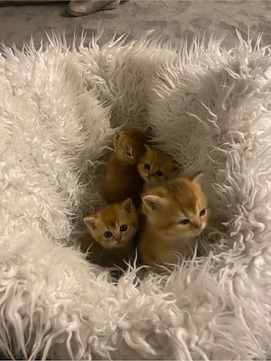 BKH Kitten Bild 7