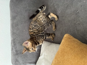 Bengalkatze Kitten Kater