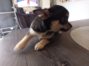 süße Chihuahua Welpen 