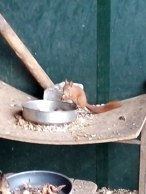 Eichhörnchen männlich und weiblich