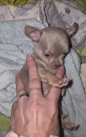 Chihuahua    Mini