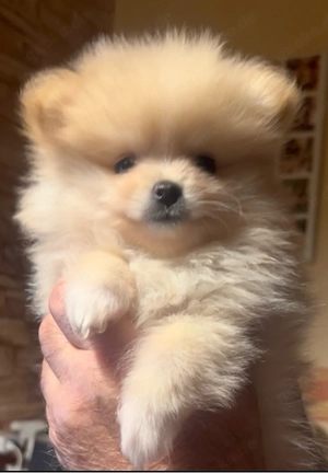 reinrassige Pomeranian  Zwergspitz  welpen 