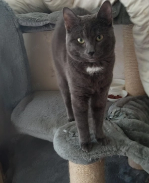 Britisch Kurzhaar Kater