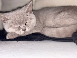 BKH Katze 
