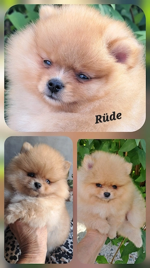 Verlieb Dich ;-) Pomeranian Welpen in wunderschönen Farben