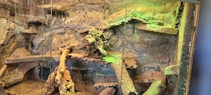 Halsbandleguan Zuchtpaar