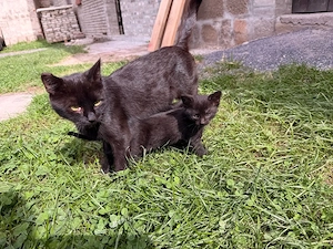 kleine Katzen