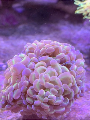 Euphyllia Hologram