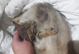 Abessinier Mix Kitten 
