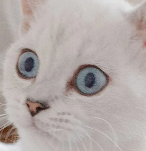 Katerchen (BKH) abzugeben