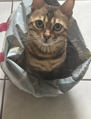 Bengalkatze abzugeben