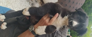 Border Mix Rüde 7Mon  vom HUNDETRAINER in Kroatien 