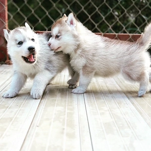 Liebevolle Husky-Welpen suchen ein verantwortungsvolles Zuhause   