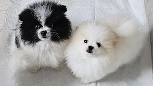 Pomeranian   Zwergspitz  Boo