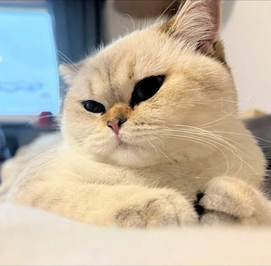Britisch Kurzhaar Katze ny1133 Point  Trudi  BKH
