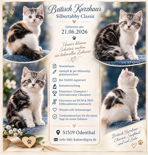 BKH bunte Kätzchen  im Classic Look Bild 1