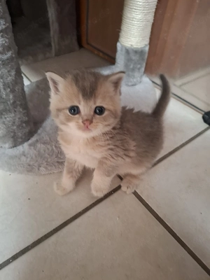 Bkh Kitten