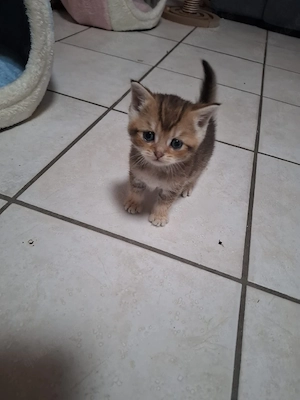 Bkh Kitten 3 Kater