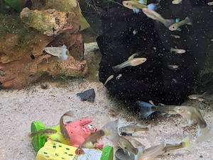 Bunt gemischte Guppy Gruppe 