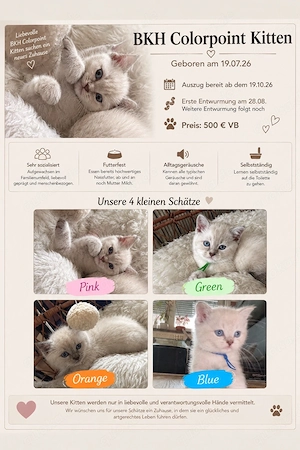4 wunderschöne BKH Colourpoint Kitten suchen ihr Zuhause   