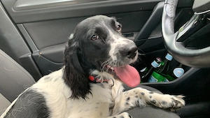 Süße Cocker Spaniel x Border Collie Welpen suchen liebevolle Familie!
